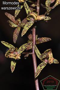 Mormodes warszewiczii