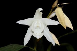 Coelogyne cristata