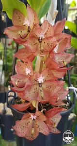 Cycnoches barthiorum