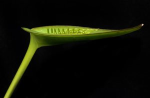 Acianthera pectinata