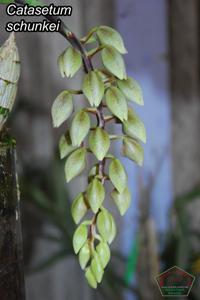 Catasetum schunkei