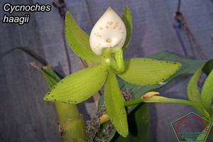 Cycnoches haagii