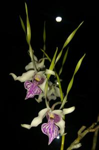 Dendrobium stratiotes