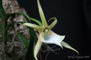Angraecum viguieri