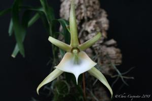 Angraecum viguieri