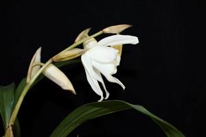 Coelogyne cristata