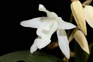 Coelogyne cristata