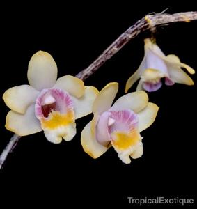 Dendrobium chittimae