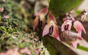 Anathallis microphyta