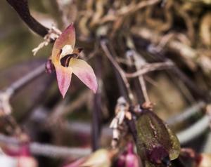 Anathallis microphyta