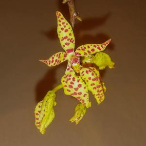 Renanthera monachica