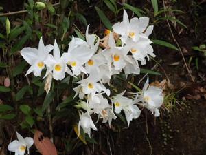 Dendrobium infundibulum