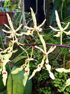 Renanthera citrina