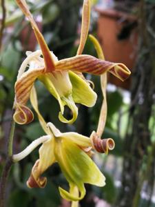 Dendrobium sutiknoi