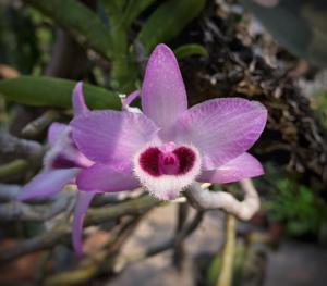 Dendrobium parishii