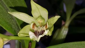 Coelogyne brachyptera