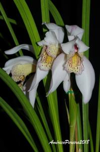 Cymbidium wenshanense