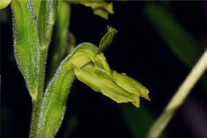 Sarcoglottis sceptrodes