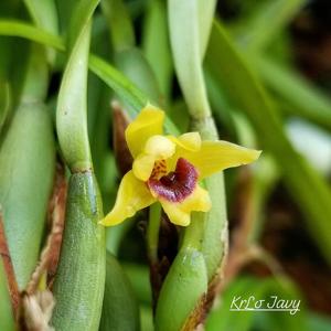 Maxillaria variabilis