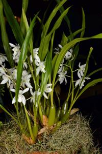 Coelogyne nitida