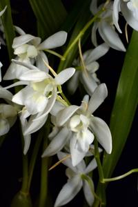 Coelogyne nitida