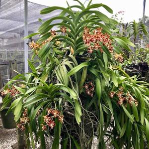 Vanda merrillii