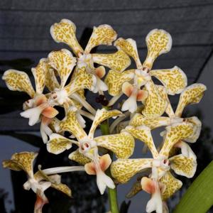 Vanda tricolor