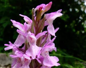 Dactylorhiza incarnata