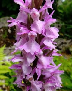 Dactylorhiza incarnata