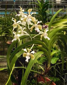 Vanda tricolor