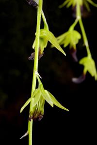 Dendrobium hemimelanoglossum
