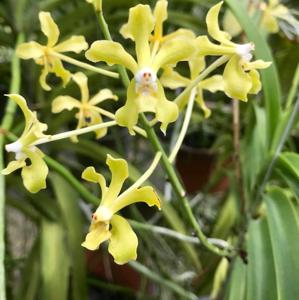 Vanda lamellata