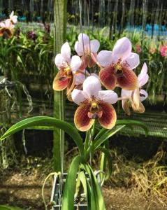 Vanda sanderiana