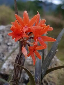 Scaphyglottis bidentata