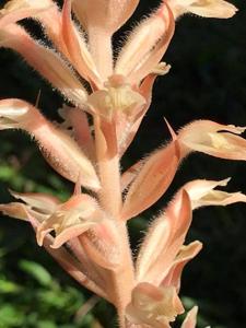 Sarcoglottis fasciculata