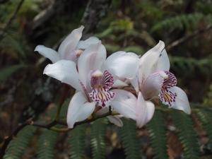 Cymbidium seidenfadenii