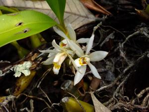 Coelogyne flaccida