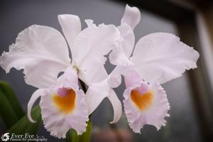 Cattleya schroederae