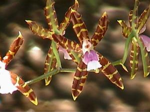 Oncidium reichenheimii