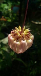 Bulbophyllum auratum