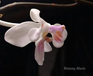 Phalaenopsis celebensis