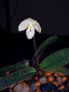 Paphiopedilum thaianum