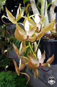 Cycnoches loddigesii