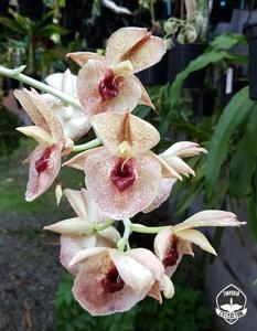 Catasetum expansum