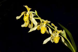 Paphiopedilum lowii