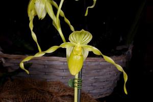 Paphiopedilum philippinense