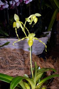 Paphiopedilum philippinense