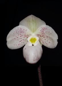 Paphiopedilum thaianum