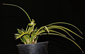 Cymbidium goeringii