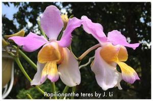 Papilionanthe teres